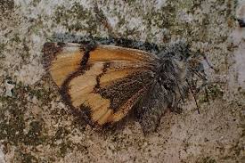 Attēlu rezultāti vaicājumam “Boudinotiana notha”