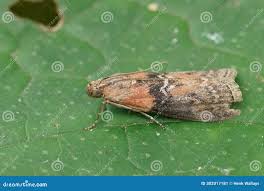 Attēlu rezultāti vaicājumam “Sciota adelphella”