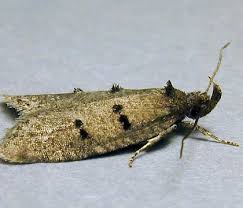 Attēlu rezultāti vaicājumam “Depressariidae”