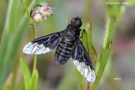 Attēlu rezultāti vaicājumam “Hemipenthes morio”