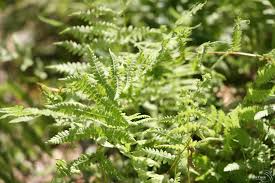 Attēlu rezultāti vaicājumam “Thelypteris palustris”