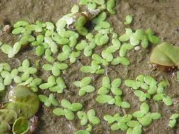 Attēlu rezultāti vaicājumam “Lemna minor”