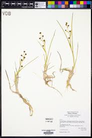 Attēlu rezultāti vaicājumam “Scheuchzeriaceae”