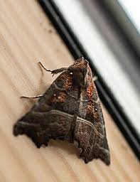 Attēlu rezultāti vaicājumam “Scoliopteryx libatrix”