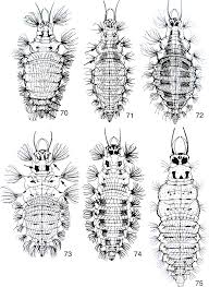 Attēlu rezultāti vaicājumam “Chrysopidae larva”