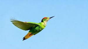 Attēlu rezultāti vaicājumam “Picus viridis”