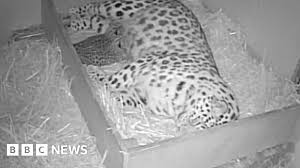 Image result for Essex Leopards