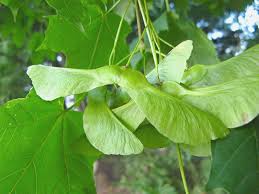 Attēlu rezultāti vaicājumam “Acer platanoides”