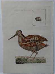 Attēlu rezultāti vaicājumam “Scolopax rusticola”