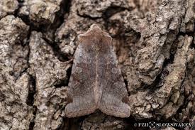 Attēlu rezultāti vaicājumam “Cerastis rubricosa”