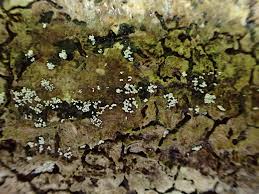 Attēlu rezultāti vaicājumam “Henningsomyces candidus”