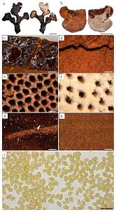 Attēlu rezultāti vaicājumam “Enteridium liceoides macro”