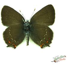 Attēlu rezultāti vaicājumam “Satyrium ilicis”