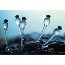 Attēlu rezultāti vaicājumam “Pilobolus crystallinus”