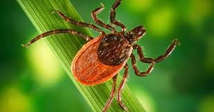 Attēlu rezultāti vaicājumam “Ixodes female”