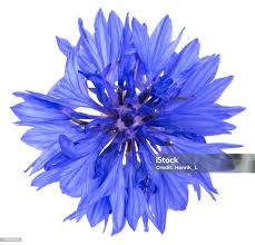 Attēlu rezultāti vaicājumam “Cyanus segetum”