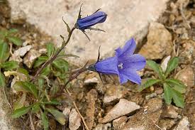 Image result for Campanula spicata