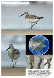 Image result for Calidris tenuirostris