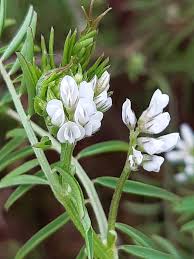 Attēlu rezultāti vaicājumam “Vicia hirsuta flower”