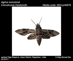Attēlu rezultāti vaicājumam “Agrius convolvuli”