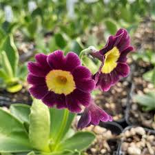 Attēlu rezultāti vaicājumam “Primula x margotae flower”