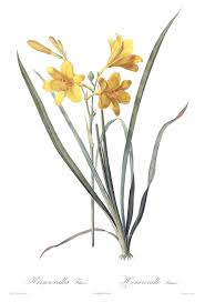 Attēlu rezultāti vaicājumam “Hemerocallis lilioasphodelus flower”