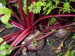 Image result for rote Bete