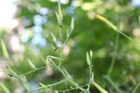 Attēlu rezultāti vaicājumam “Mycelis muralis leaf”