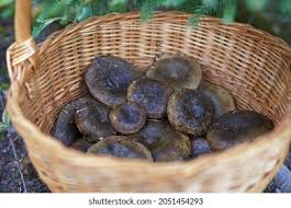 Attēlu rezultāti vaicājumam “Lactarius necator”