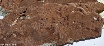 Attēlu rezultāti vaicājumam “Phellinus ferruginosus”