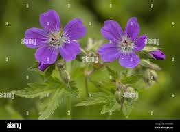 Attēlu rezultāti vaicājumam “Geranium sylvaticum bud”