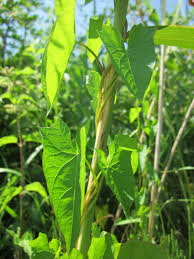 Attēlu rezultāti vaicājumam “Calystegia sepium fruit”