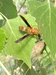 Attēlu rezultāti vaicājumam “Polistes”