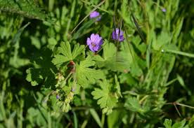 Attēlu rezultāti vaicājumam “Geranium pusillum”