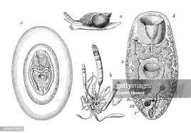 Attēlu rezultāti vaicājumam “Leucochloridium paradoxum larva”