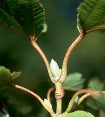 Attēlu rezultāti vaicājumam “Acer rufinerve flower”
