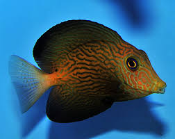 Image result for Ctenochaetus hawaiiensis