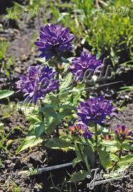 Attēlu rezultāti vaicājumam “Campanula glomerata fruit”