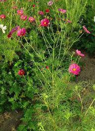 Image result for Cosmos bipinnatus