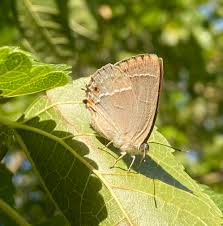 Attēlu rezultāti vaicājumam “Favonius quercus”