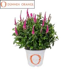 Attēlu rezultāti vaicājumam “Veronica longifolia fruit”