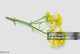 Attēlu rezultāti vaicājumam “Sinapis alba”