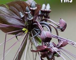 Attēlu rezultāti vaicājumam “Liparis loeselii bud”