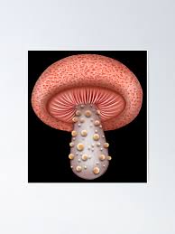 Attēlu rezultāti vaicājumam “Rhodotus palmatus”