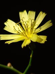 Attēlu rezultāti vaicājumam “Lapsana communis flower”