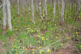Attēlu rezultāti vaicājumam “Caltha palustris flower”