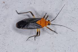 Attēlu rezultāti vaicājumam “Miridae”