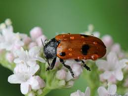 Attēlu rezultāti vaicājumam “Clytra quadripunctata”