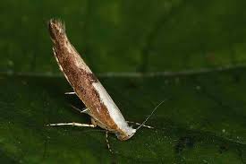 Attēlu rezultāti vaicājumam “Argyresthia semifusca”
