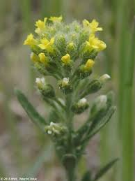 Image result for Alyssum diffusum